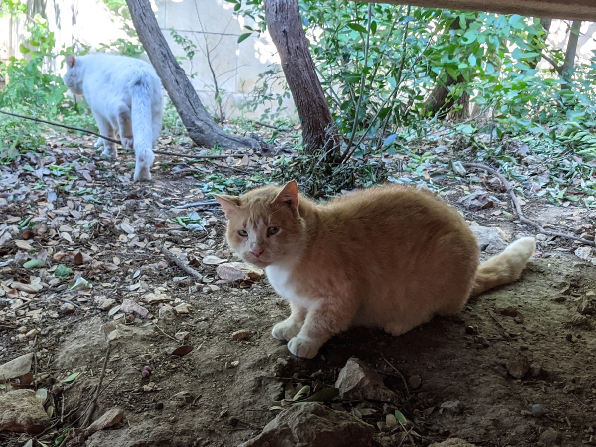 Foxy, April 14, 2020