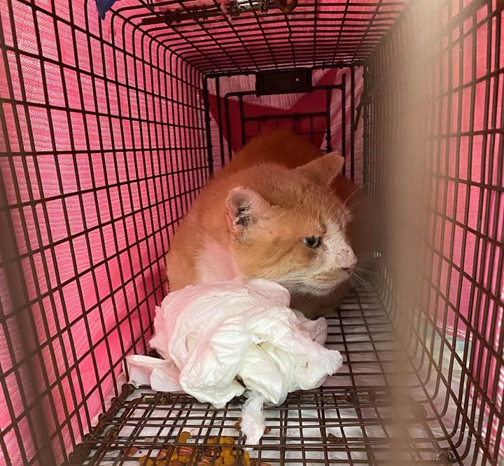Foxy returning home after vet visit, April 27, 2020
