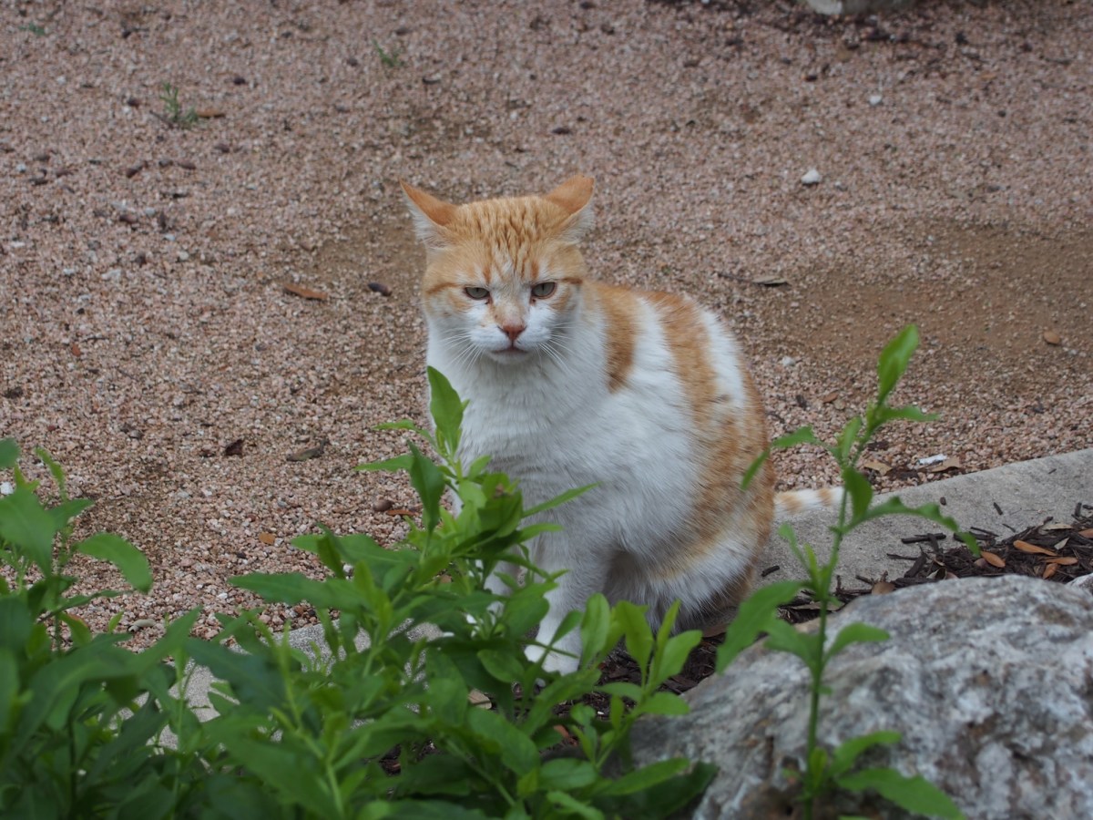 Harry, April 10, 2020