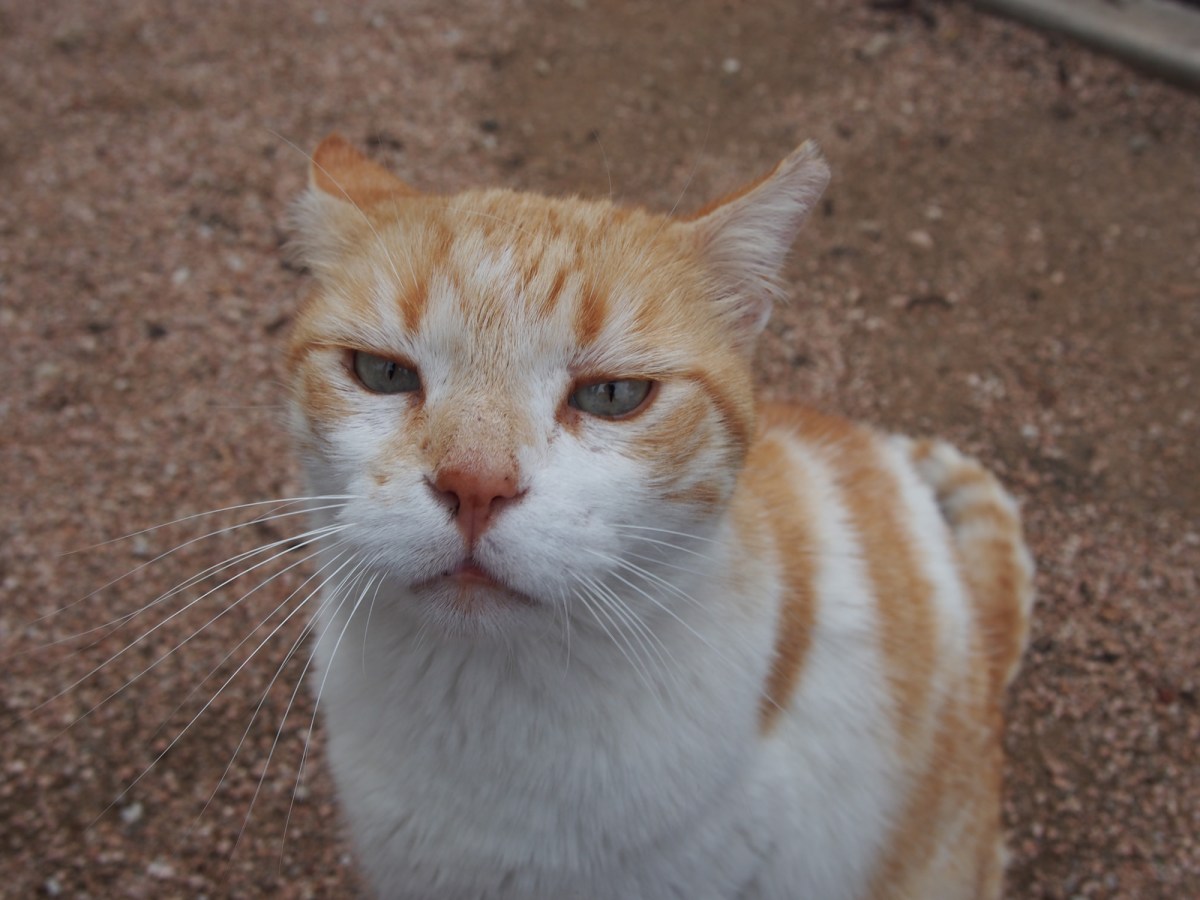 Harry, April 10, 2020