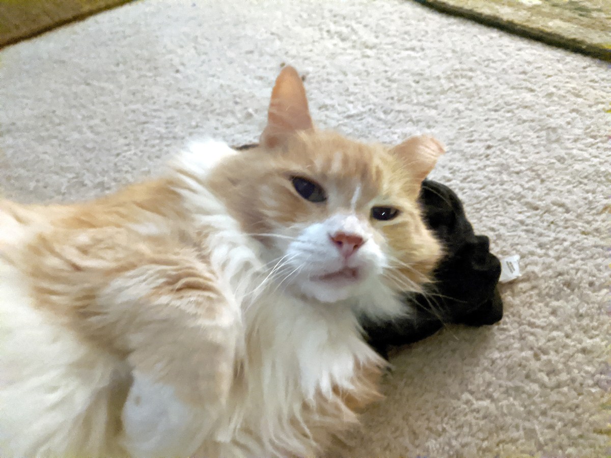 Kelly, April 3, 2020