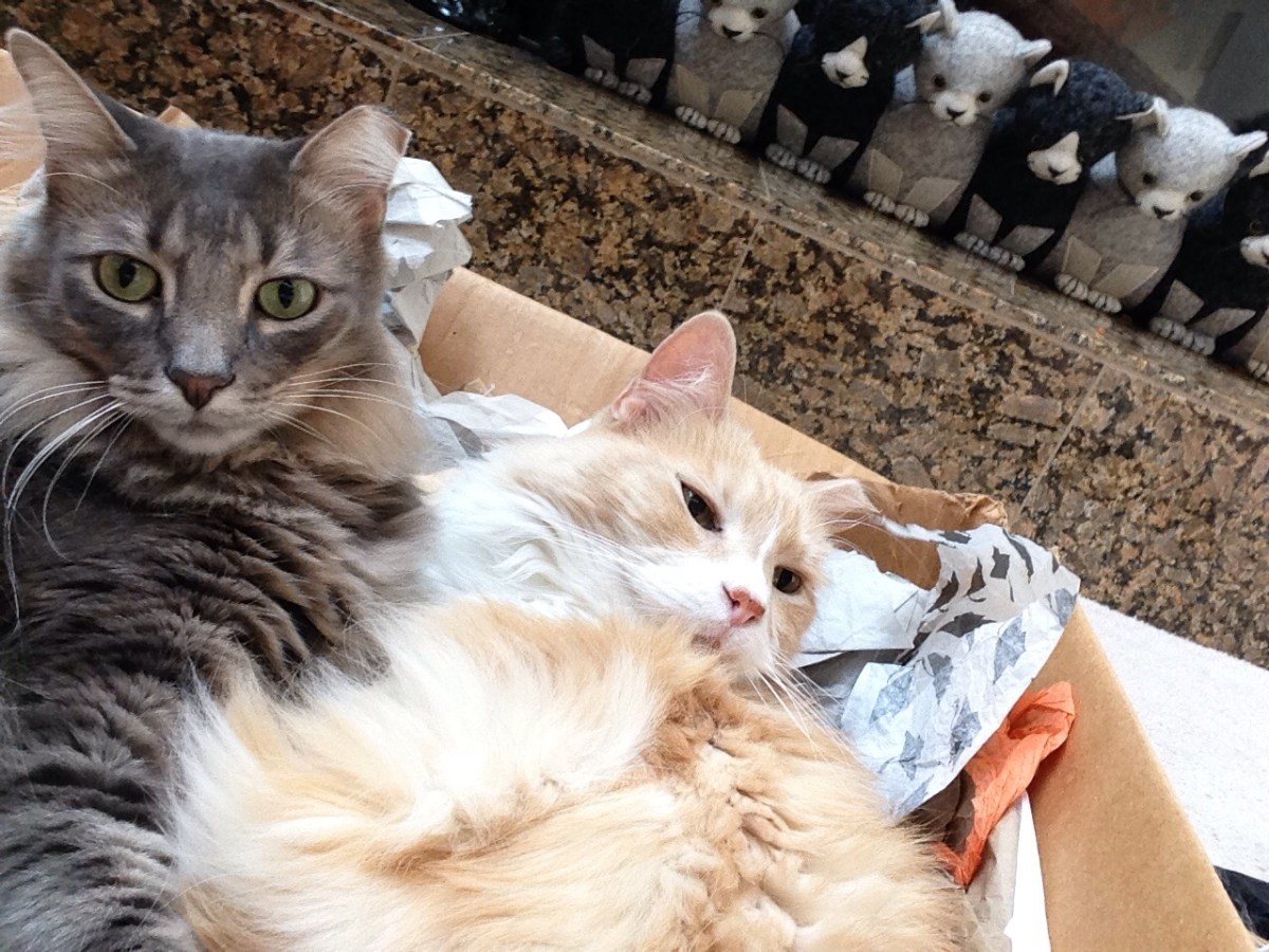 Kelly & Bandit, April 20, 2020