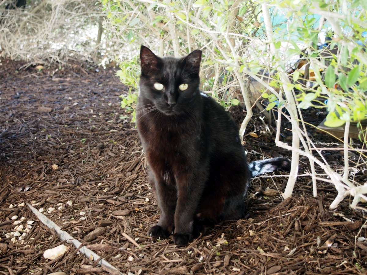 Lucifer, April 12, 2020