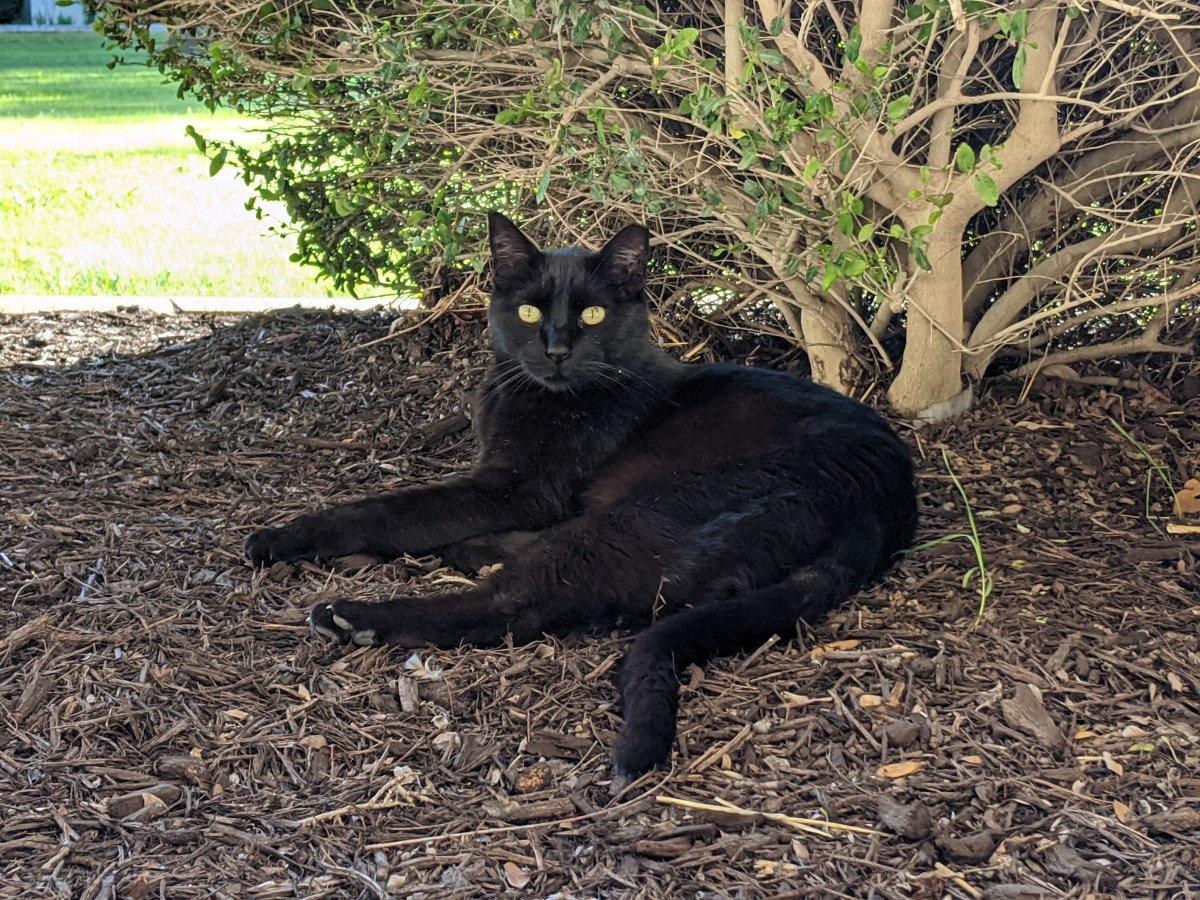 Lucifer, April 26, 2020