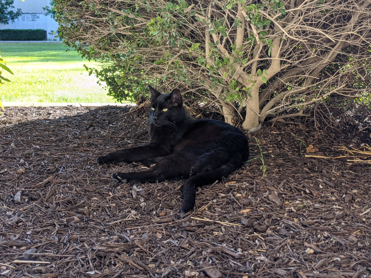 Lucifer, April 26, 2020