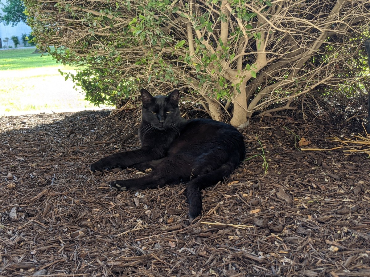 Lucifer, April 26, 2020