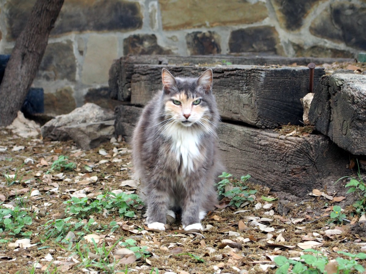 Polly, March 27, 2020