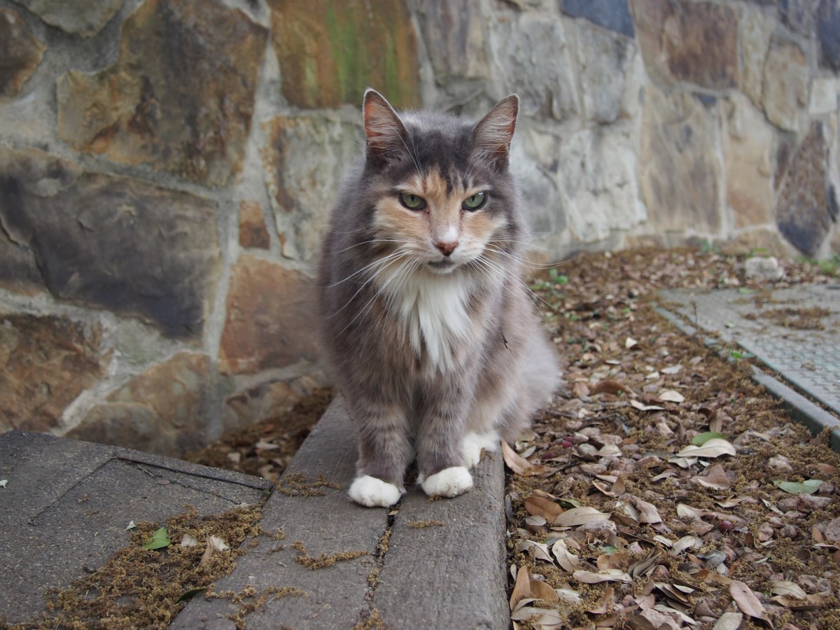 Polly, March 27, 2020