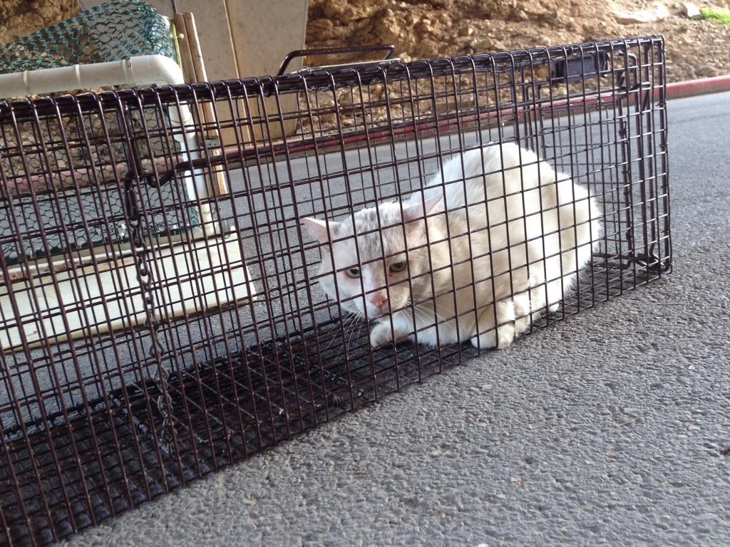 Rebel, April 26, 2020