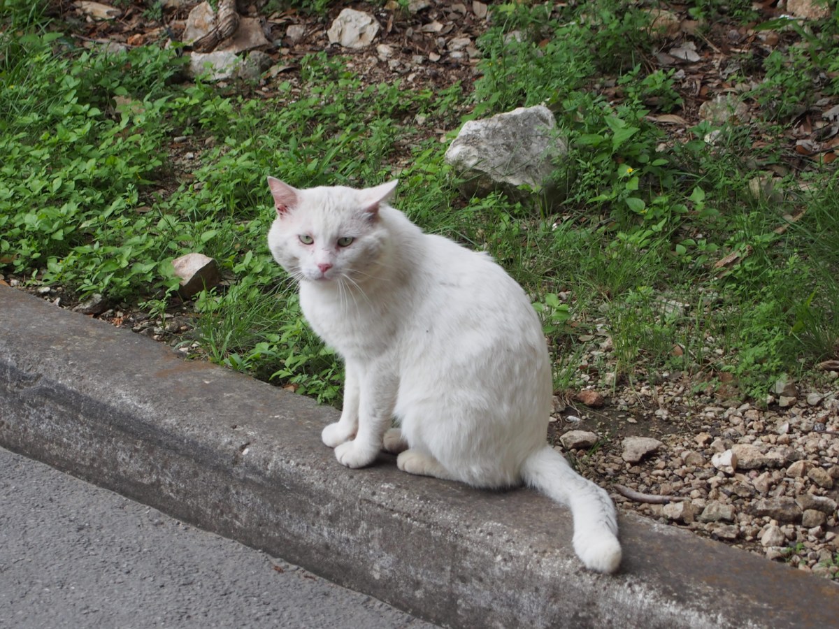 Rebel, April 10, 2020