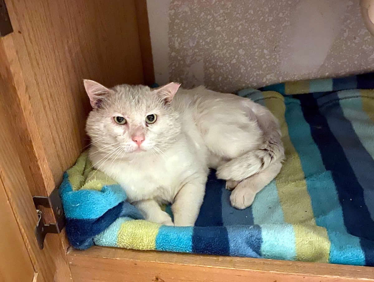 Rebel resting after surgery, April 27, 2020