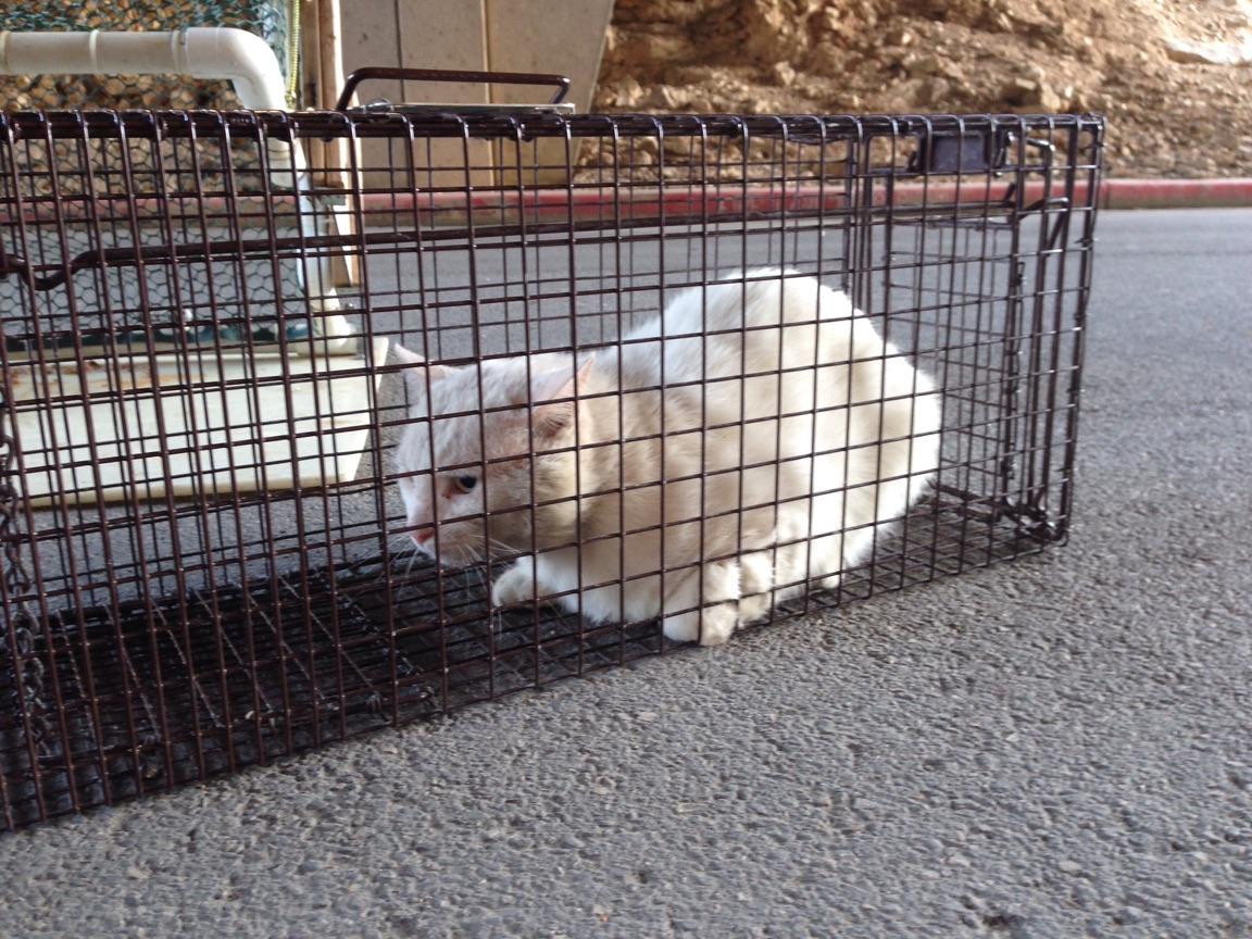 Rebel, April 26, 2020