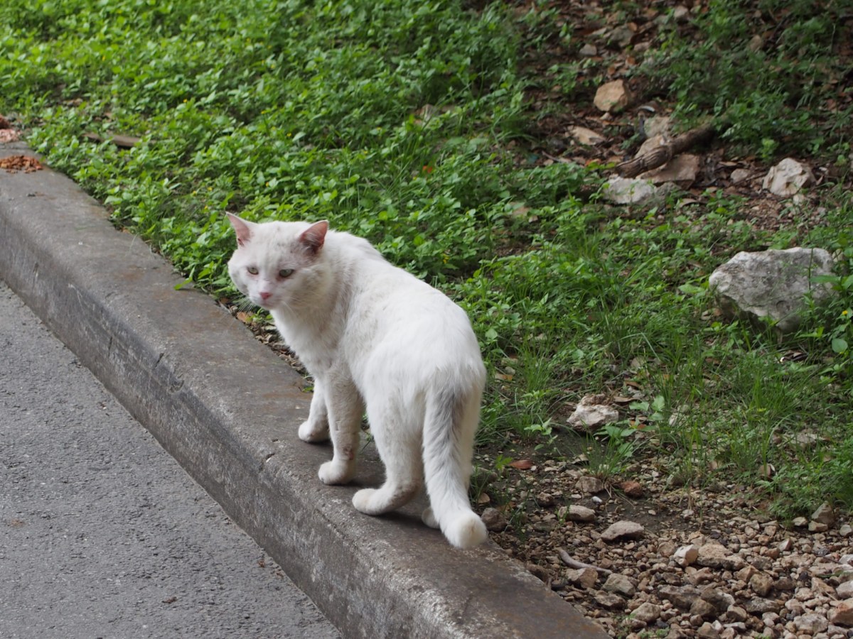 Rebel, April 10, 2020