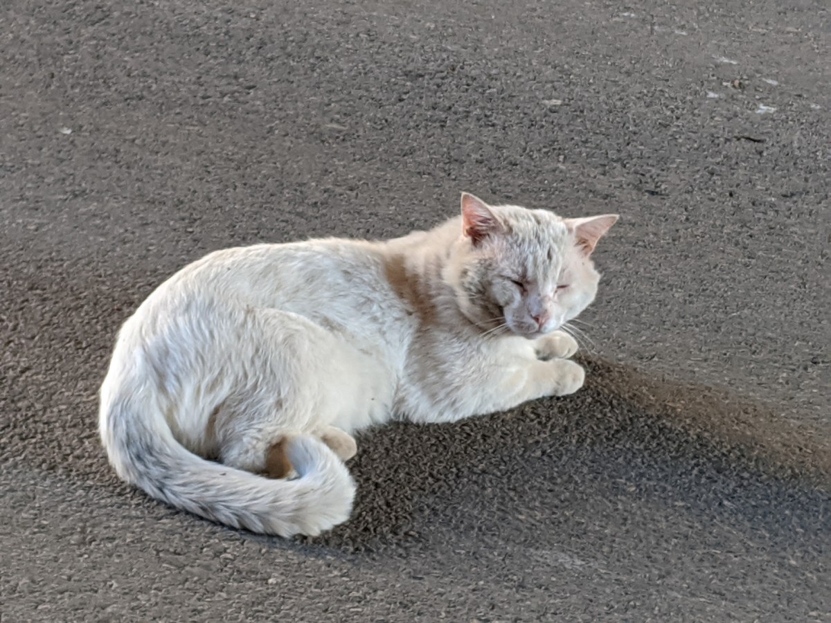 Rebel, April 23, 2020