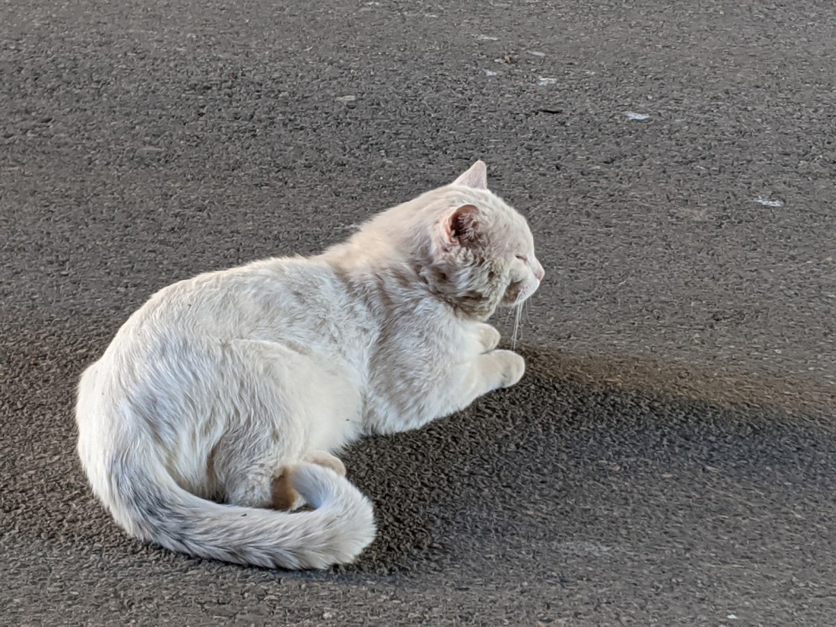 Rebel, April 23, 2020