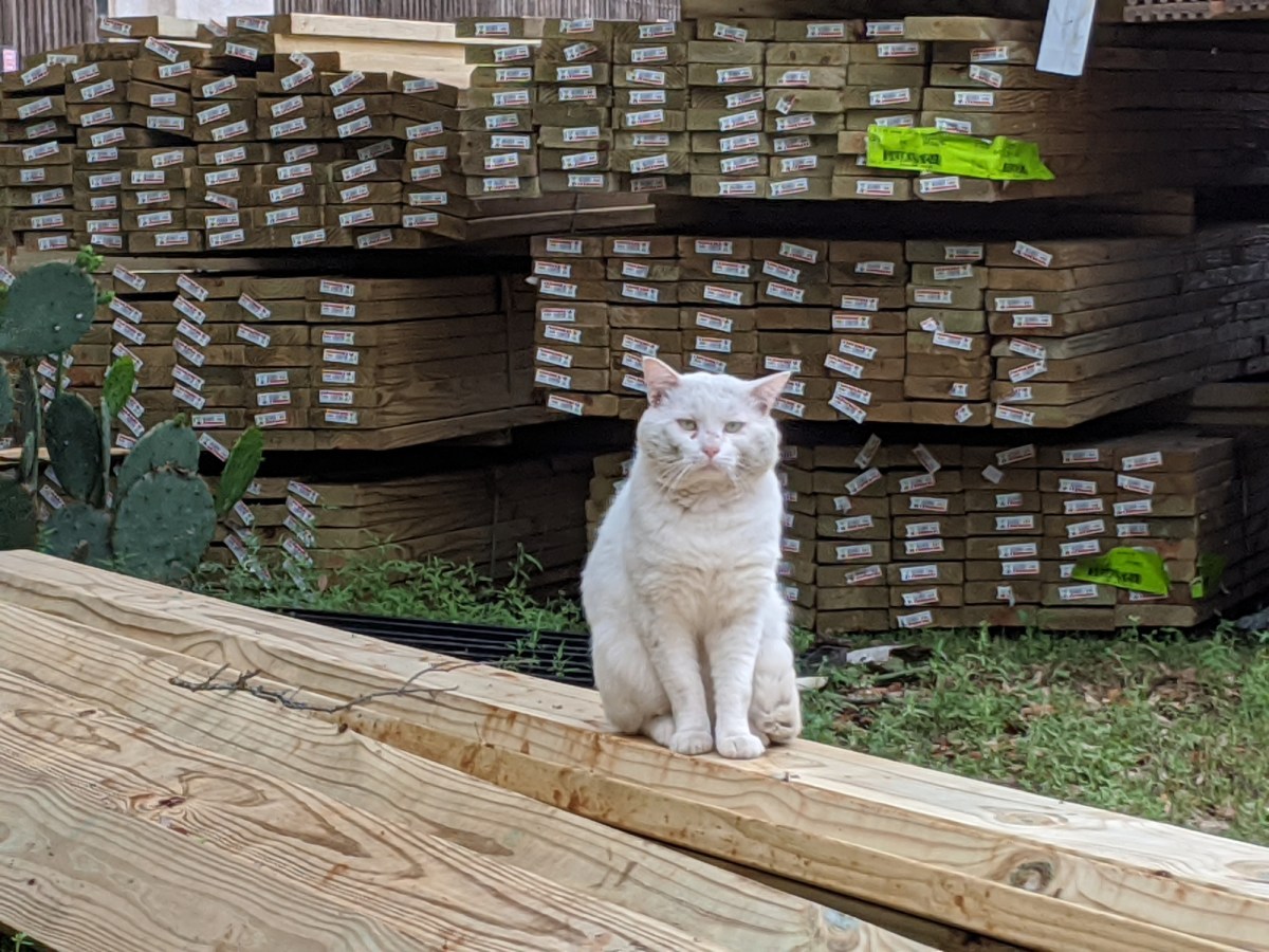 Rebel, April 5, 2020