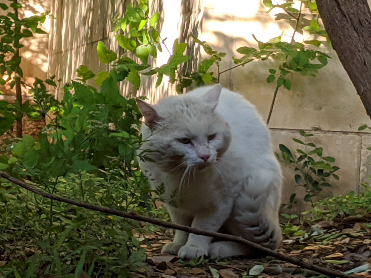 Rebel, April 14, 2020