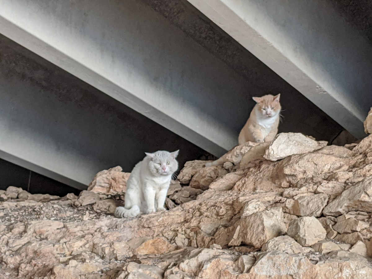 Rebel & Foxy, March 26, 2020