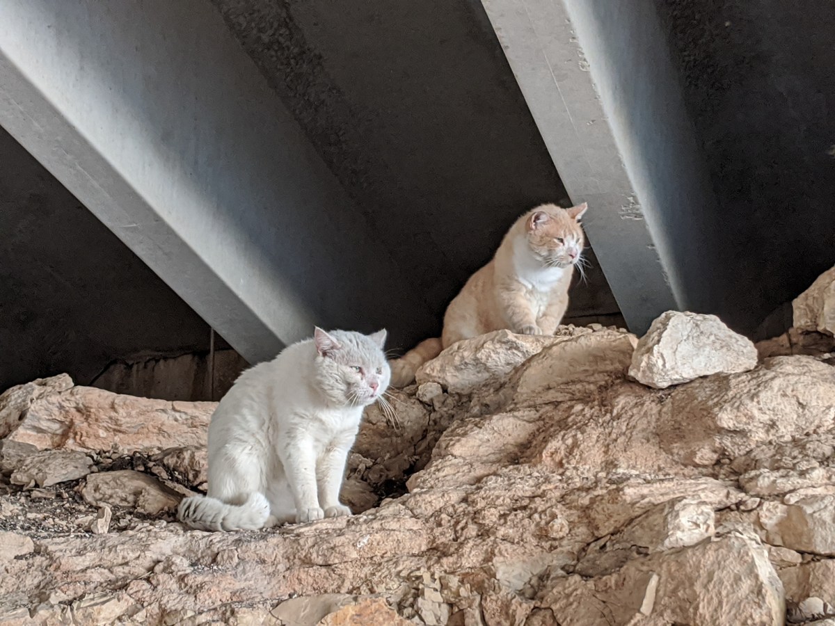 Rebel & Foxy, March 26, 2020