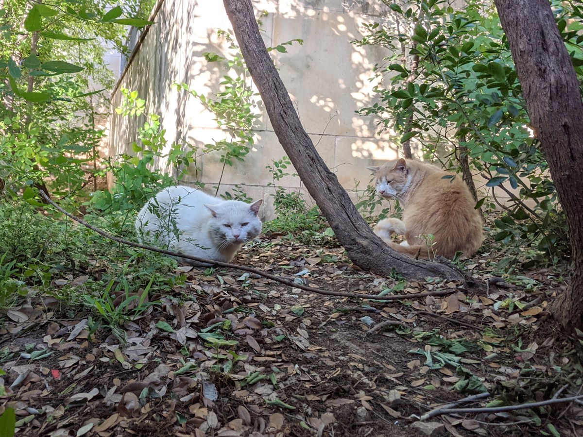 Rebel & Foxy, April 14, 2020