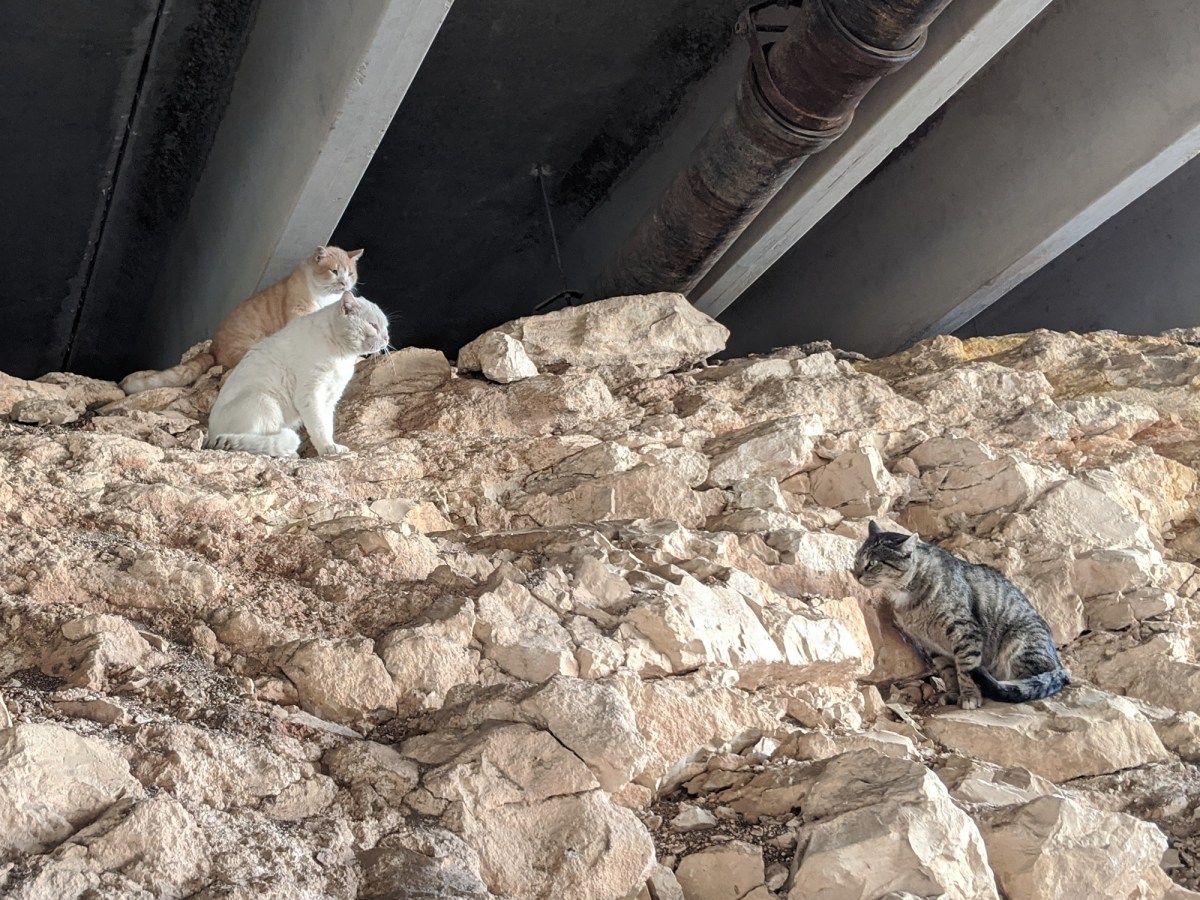 Rebel, Foxy, & Tigger, March 27, 2020