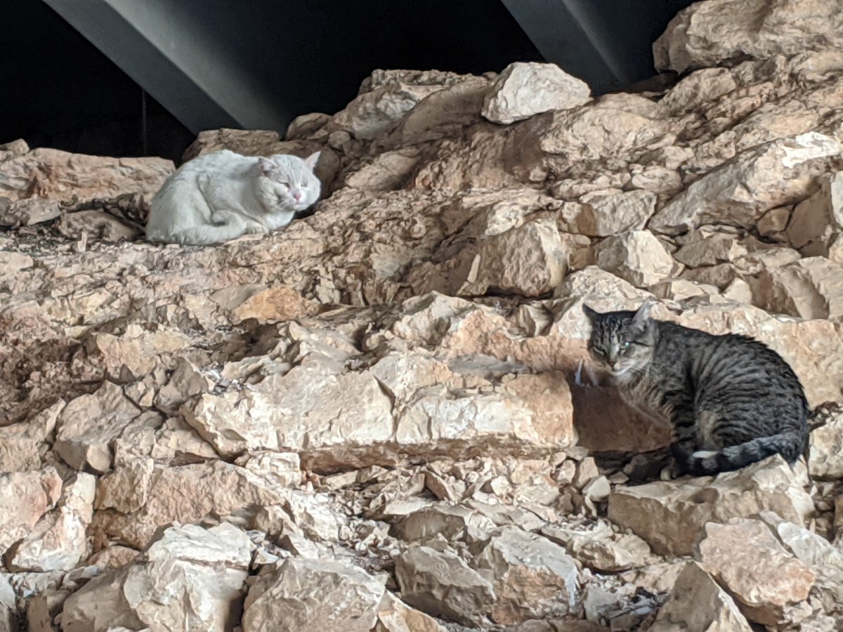 Rebel & Tigger, March 27, 2020