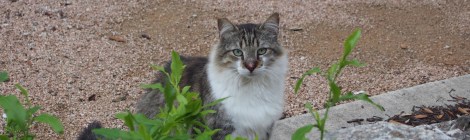 Rocky, April 10, 2020