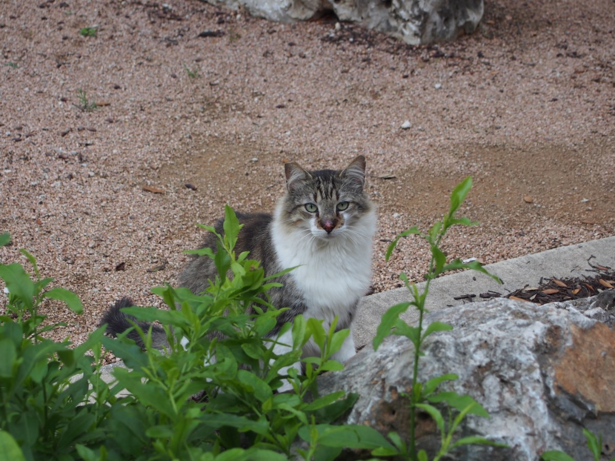 Rocky, April 10, 2020