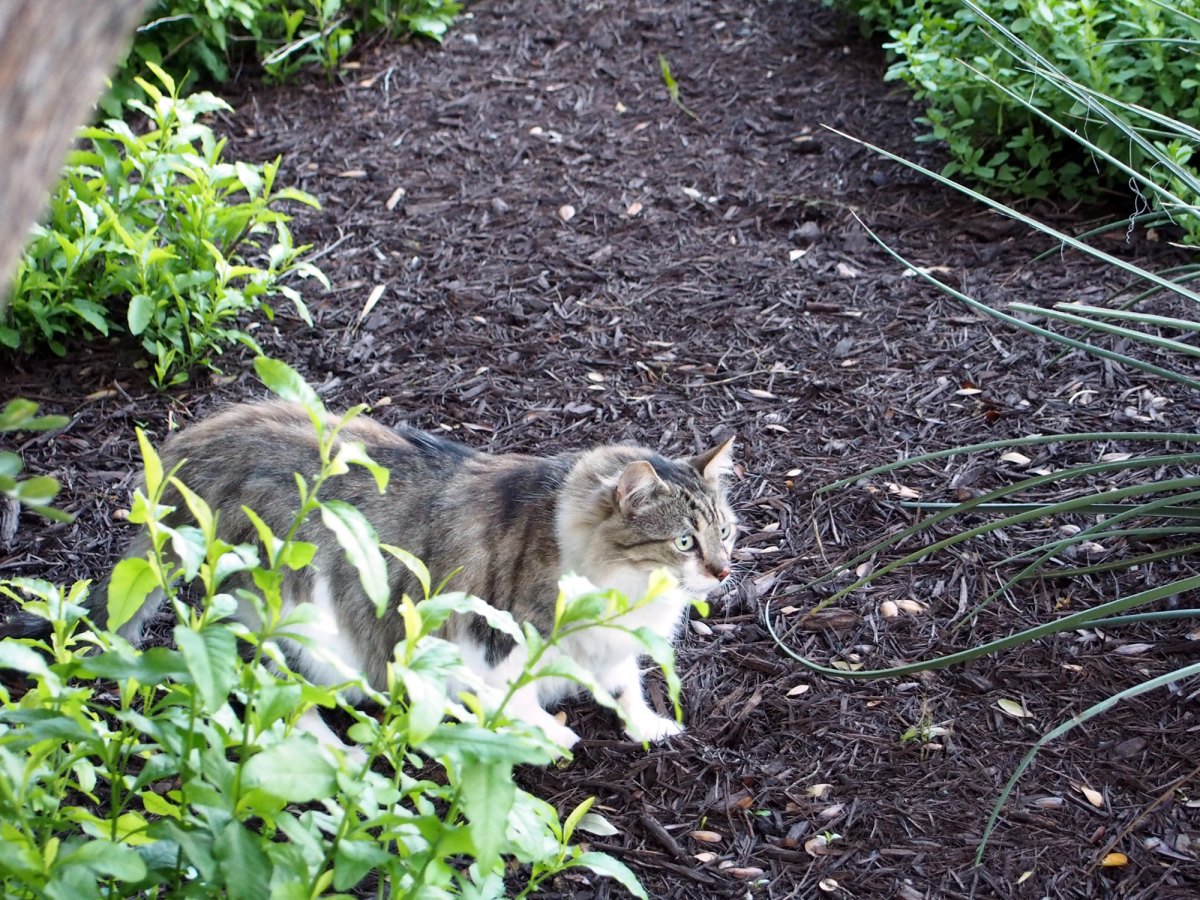 Rocky, April 14, 2020