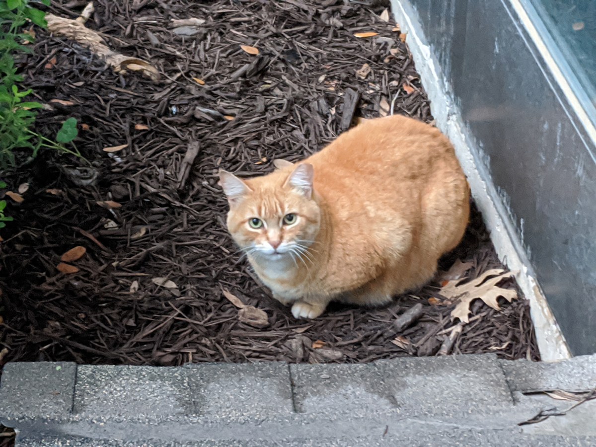 Rusty, April 4, 2020