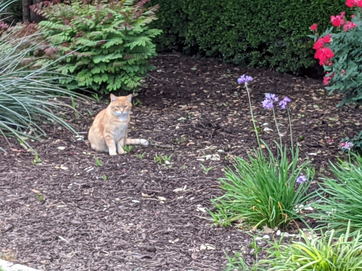 Rusty, April 18, 2020