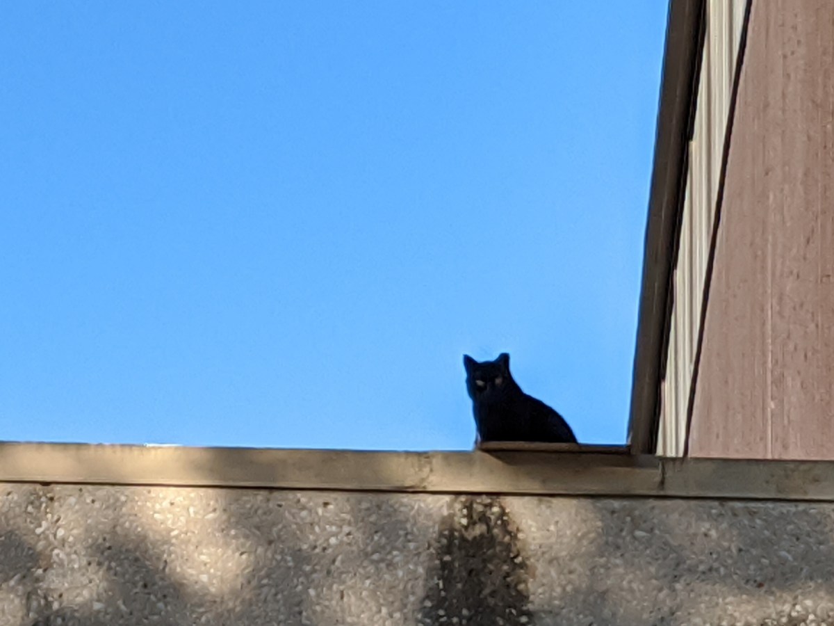 Sage on the roof, April 13, 2020