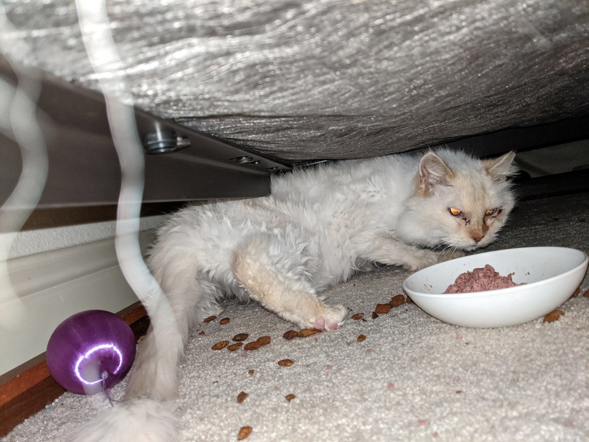 Snowball, April 3. 2020