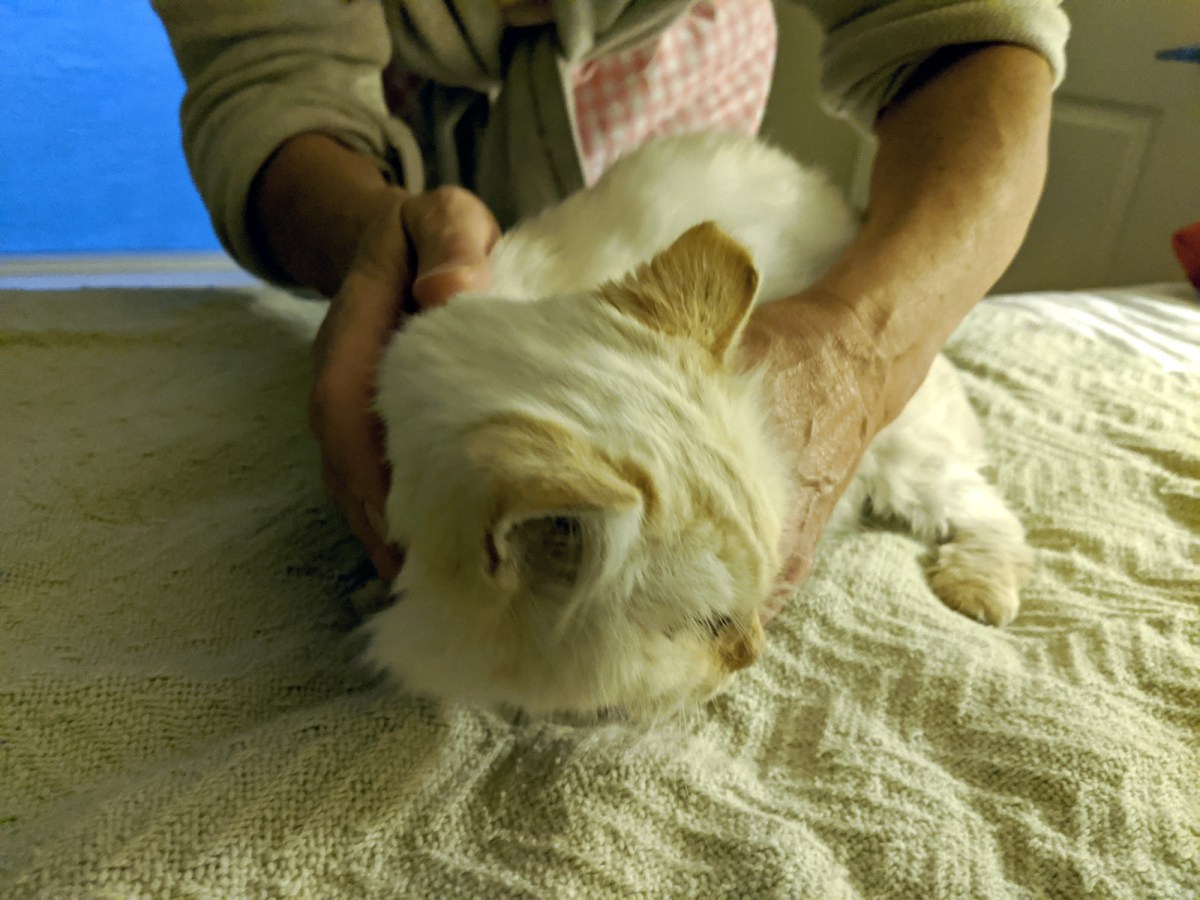 Snowball, April 3. 2020