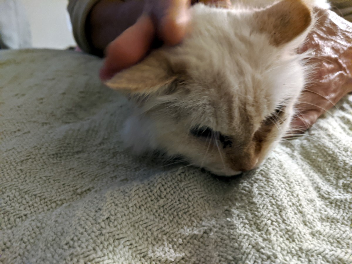 Snowball, April 3. 2020