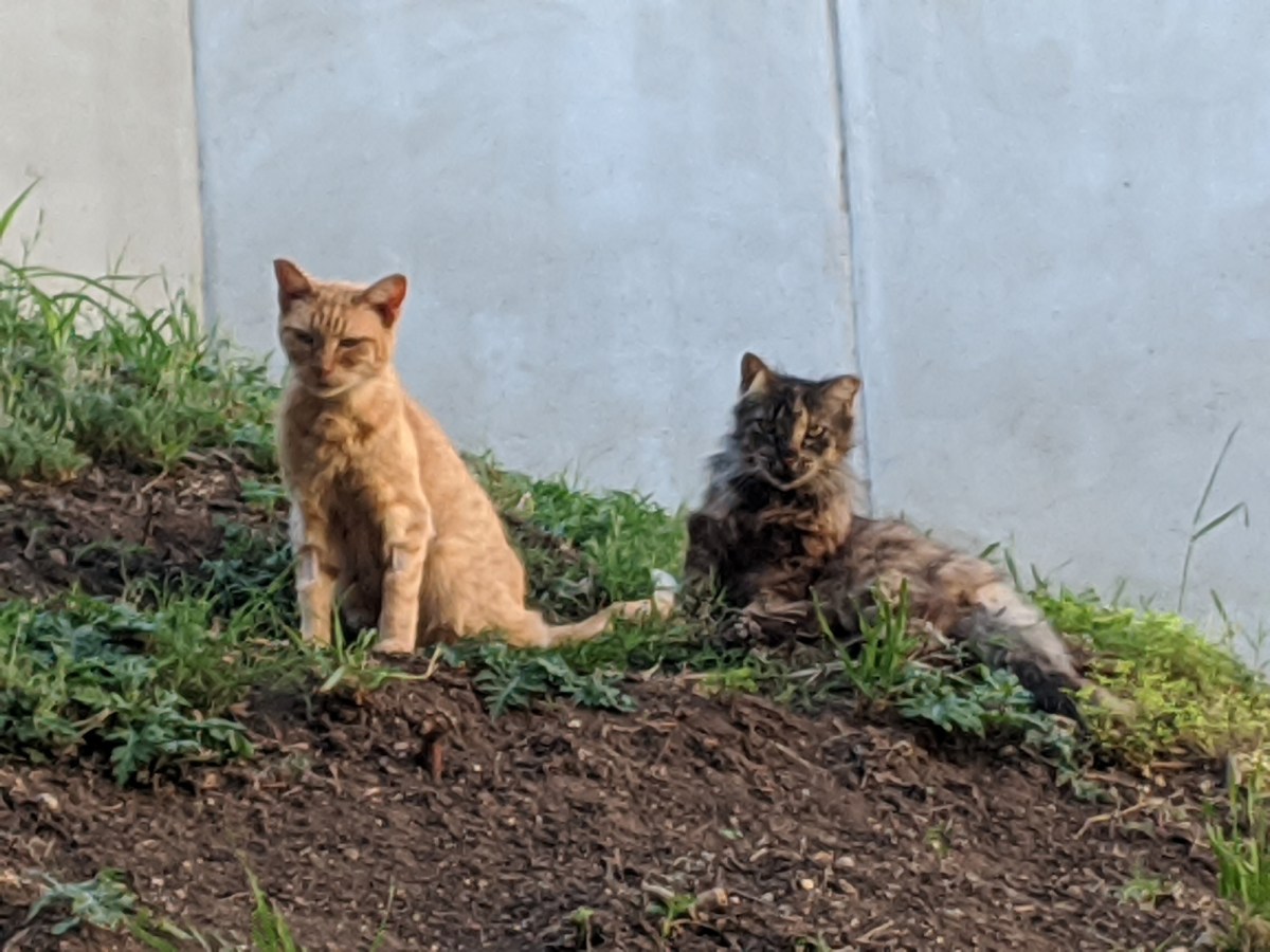 Sonny & Fluffy after Sonny's back home, April 26, 2020