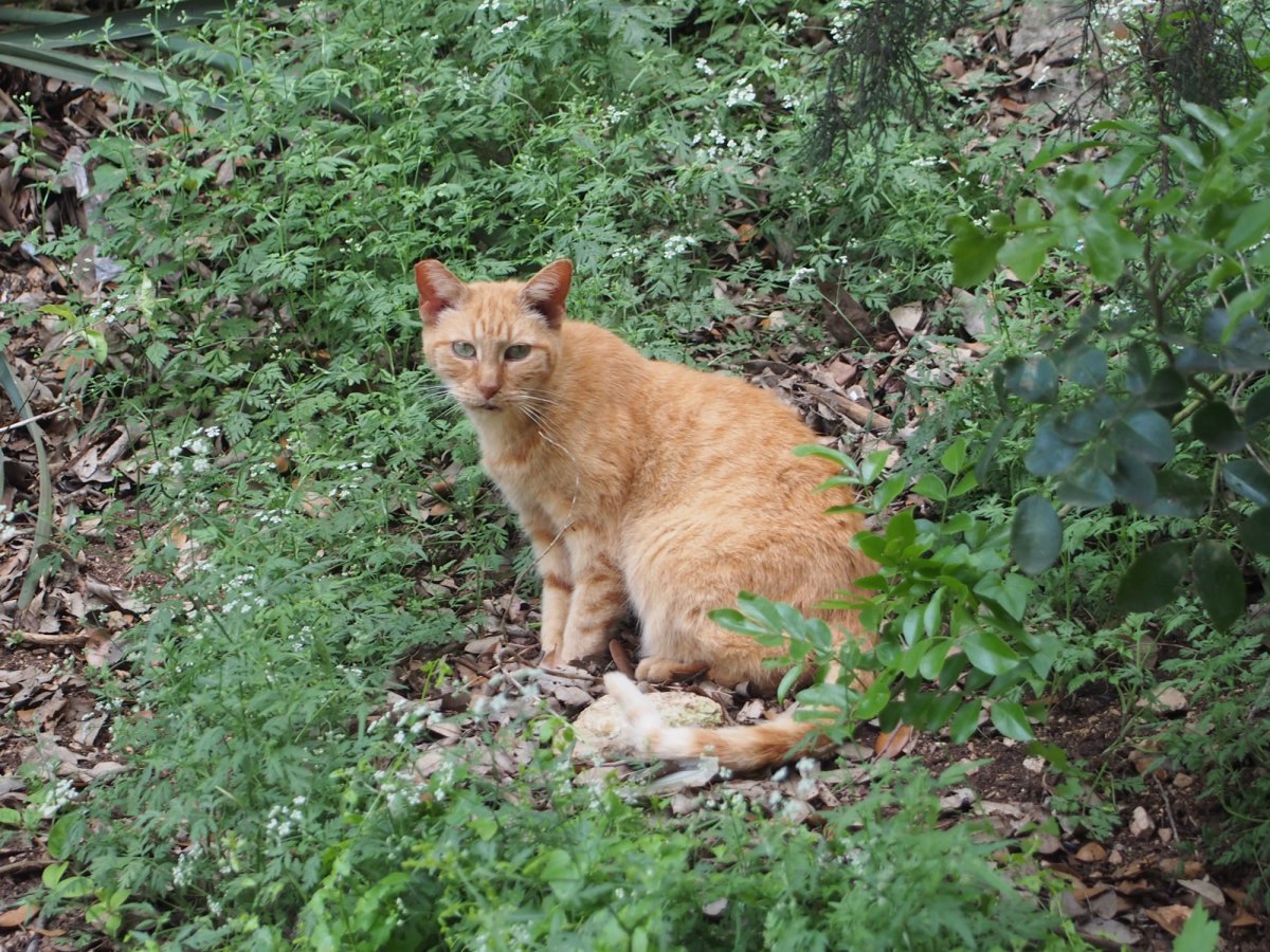 Sonny, April 10, 2020