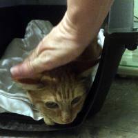 Sonny, April 23, 2020