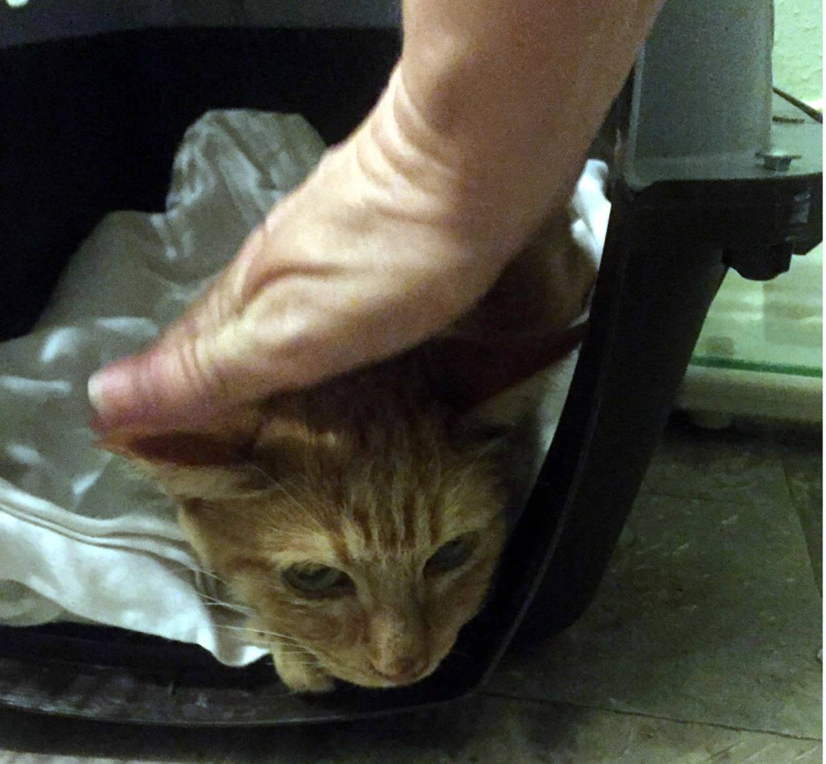 Sonny still sedated after dental work, April 23, 2020