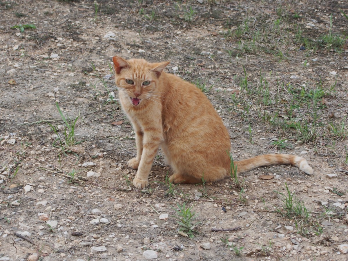 Sonny, April 10, 2020