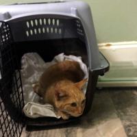 Sonny, April 23, 2020