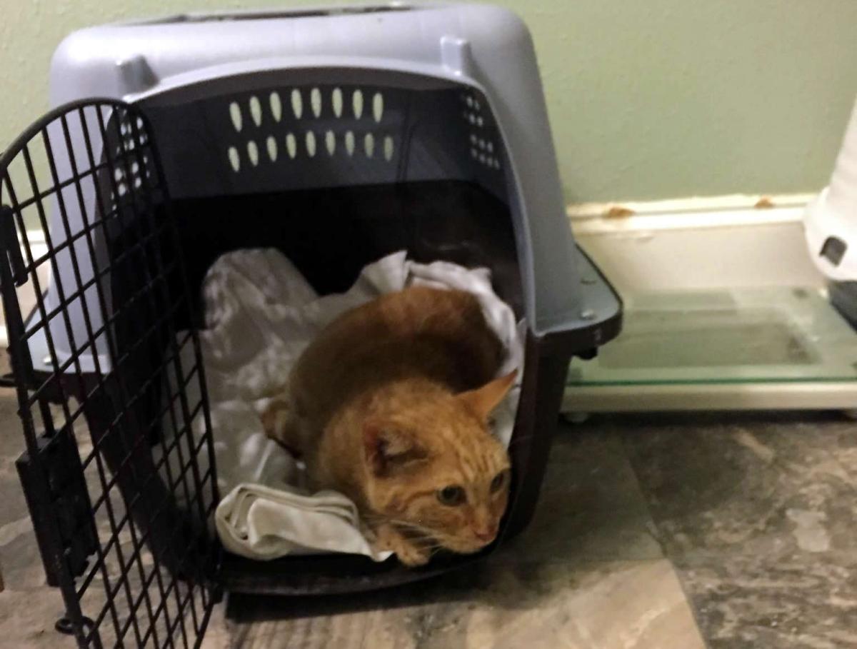 Sonny after dental work, April 23, 2020