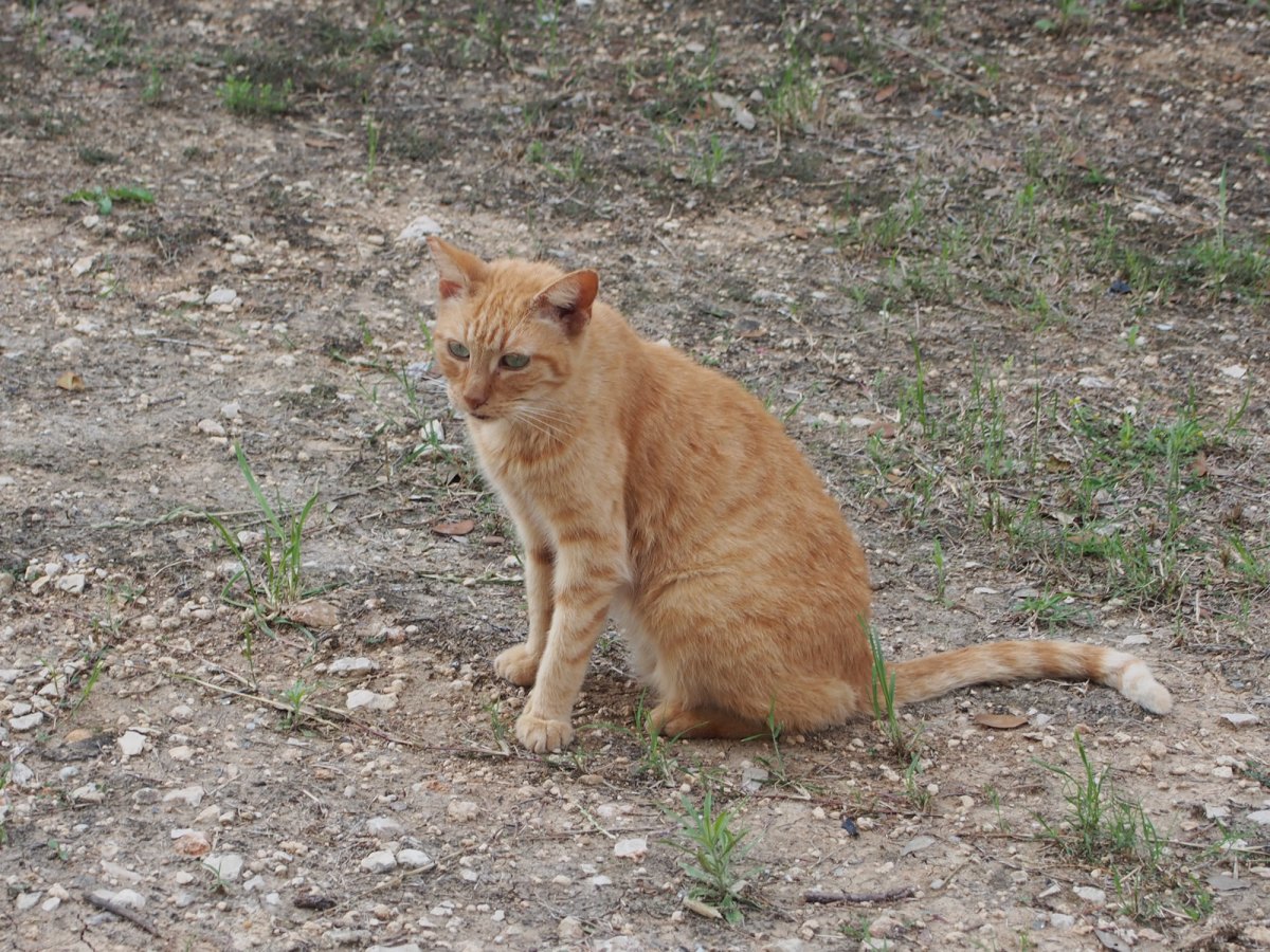 Sonny, April 10, 2020