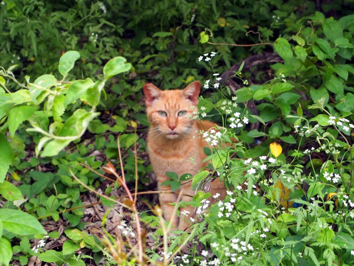 Sonny, April 20, 2020