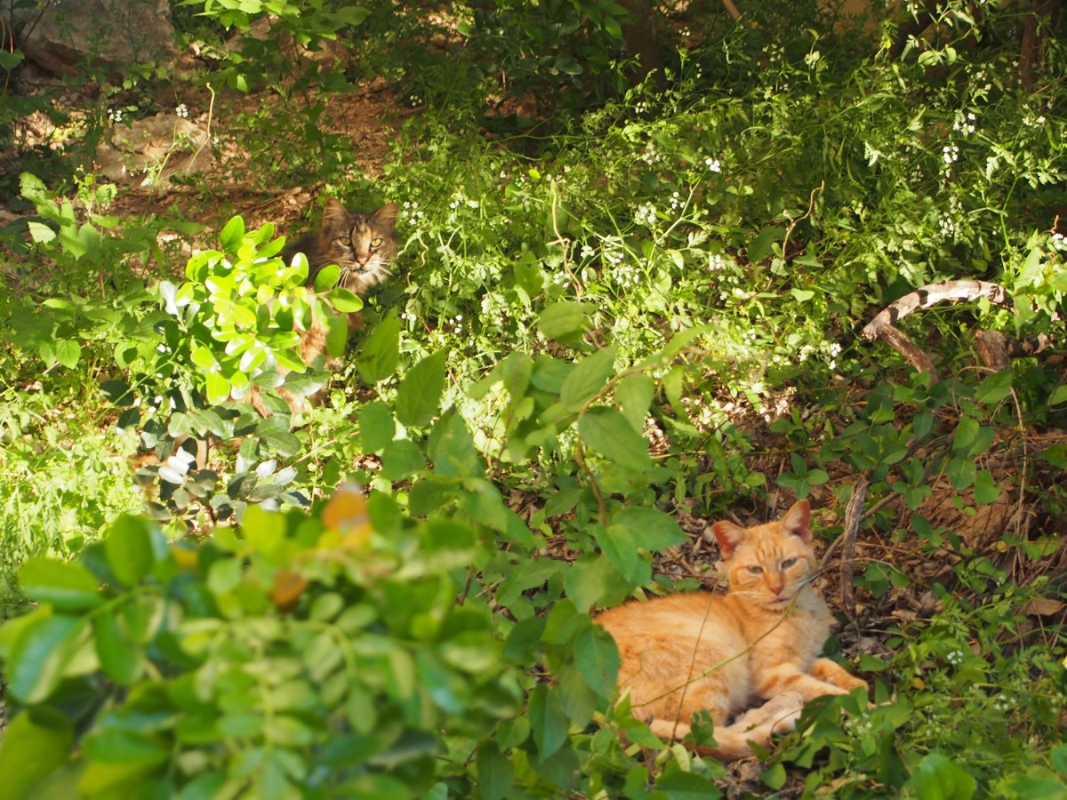 Sonny & Fluffy, April 12, 2020