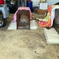 Sonny-Foxy-Rebel, April 26, 2020