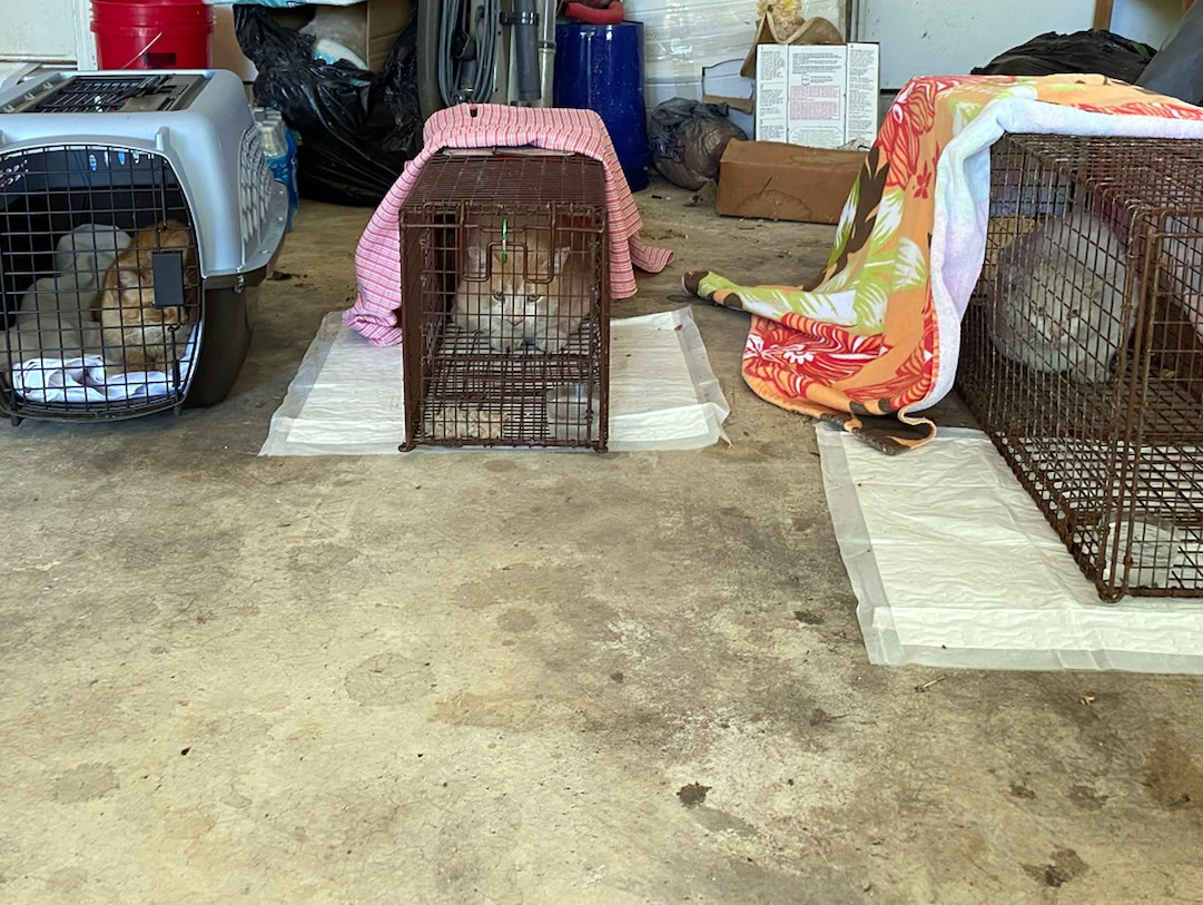 Sonny-Foxy-Rebel, April 26, 2020