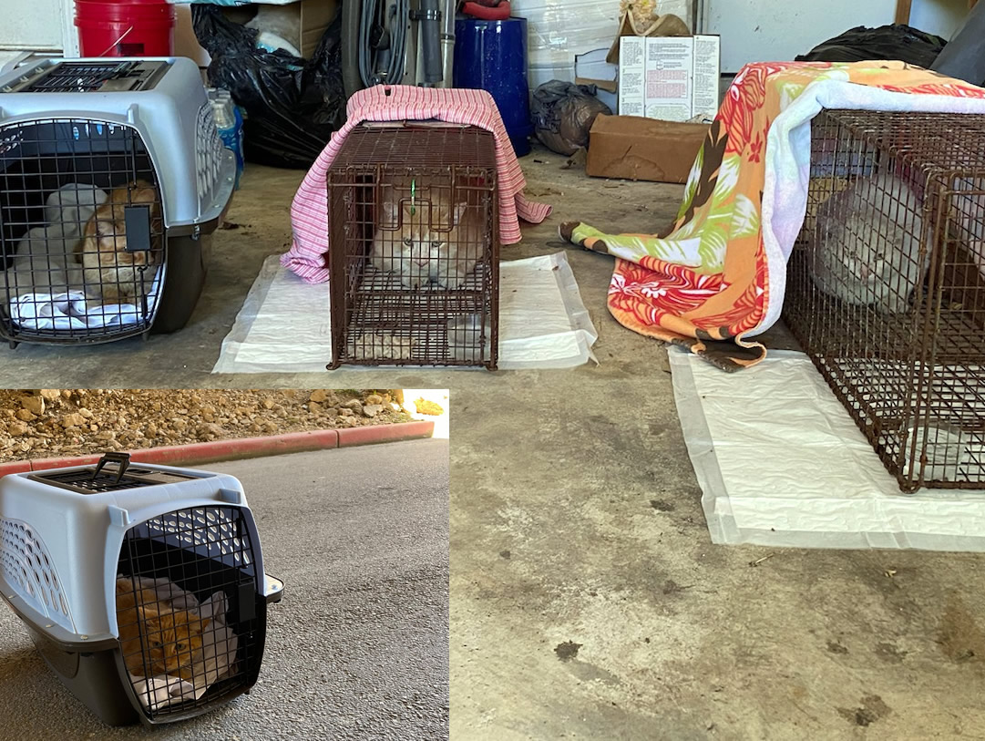 Sonny, Foxy, Rebel, April 26, 2020