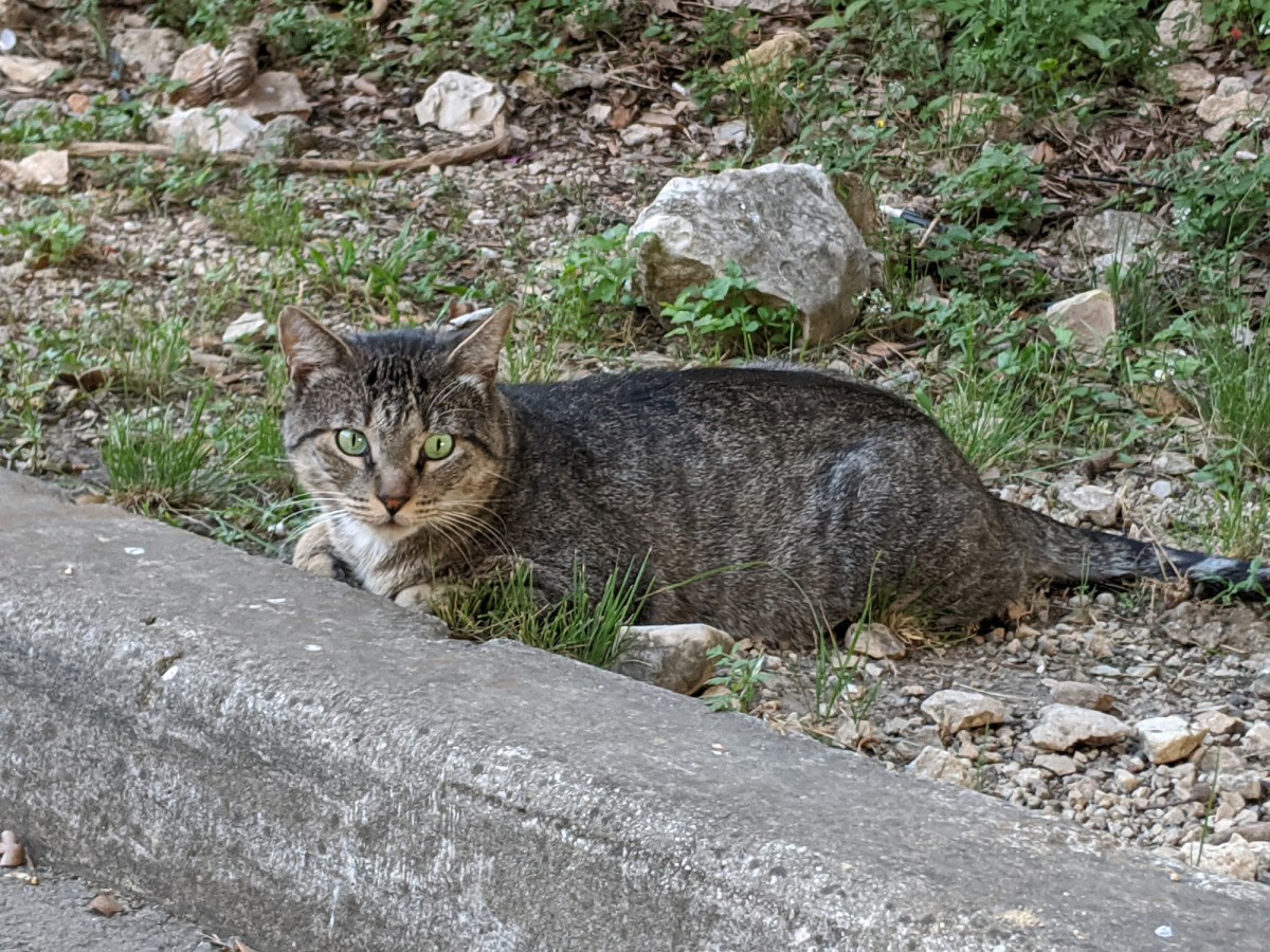 Tigger, April 24, 2020