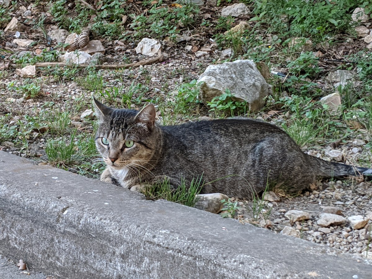 Tigger, April 24, 2020